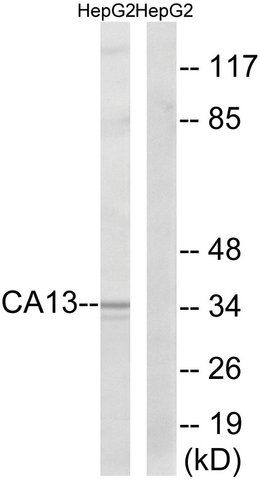 Anti-CA13 antibody produced in rabbit