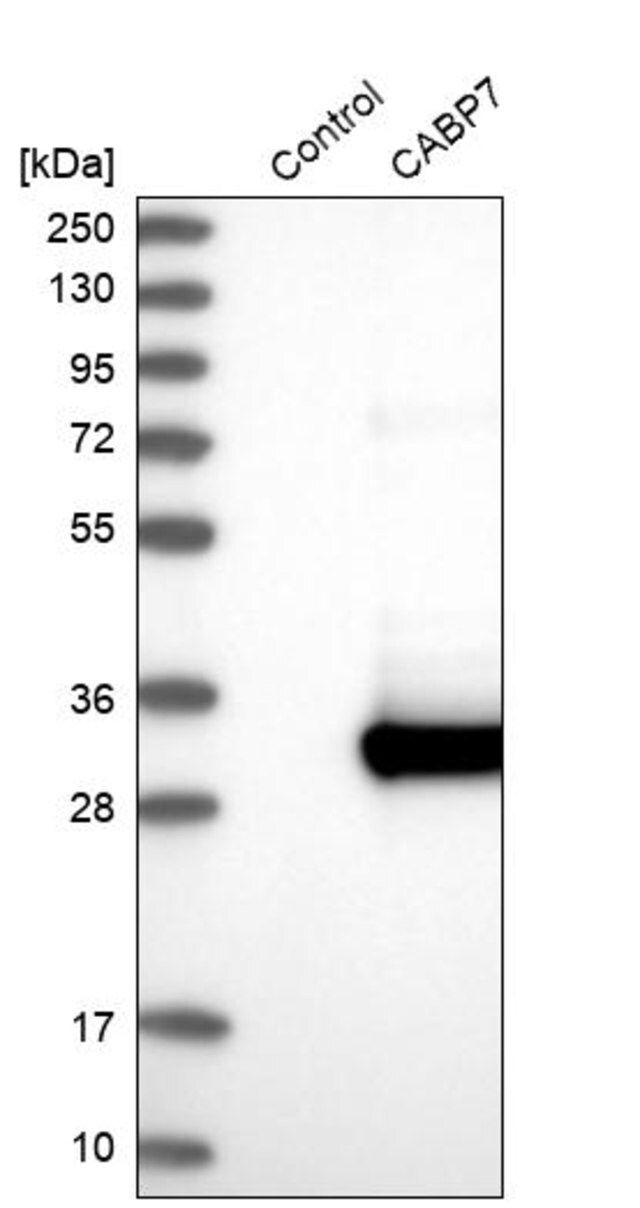 Anti-CABP7 antibody produced in rabbit
