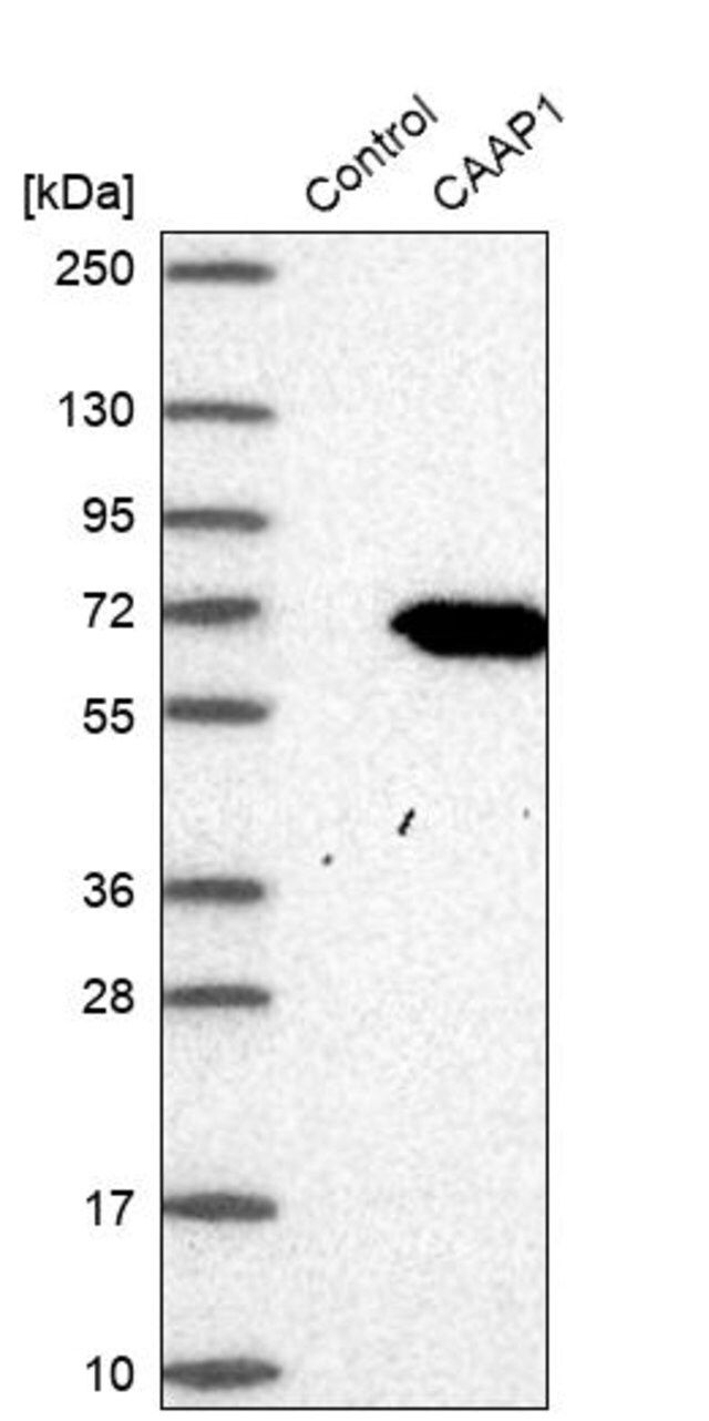 Anti-CAAP1 antibody produced in rabbit