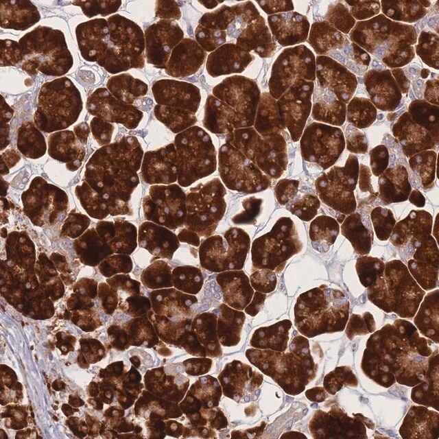 Anti-CACNG5 antibody produced in rabbit