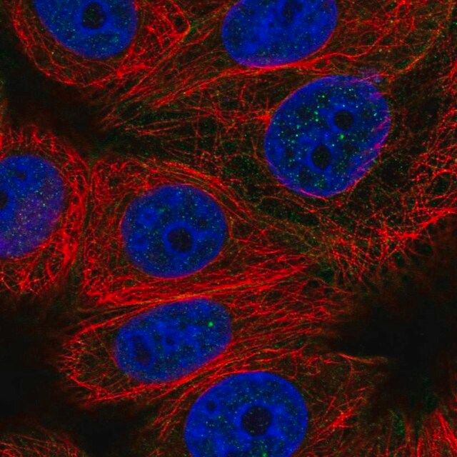 Anti-CABLES2 antibody produced in rabbit