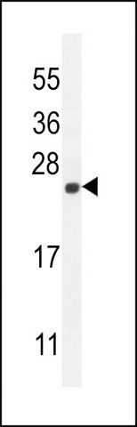 ANTI-CALML4 (C-TERM) antibody produced in rabbit