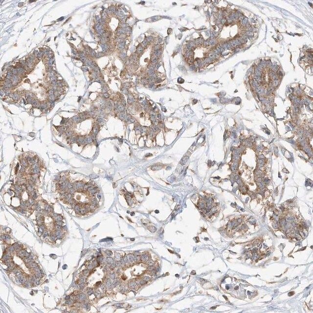 Anti-CAGE1 antibody produced in rabbit