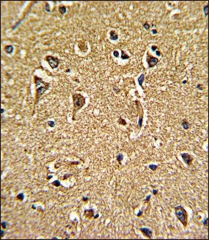 ANTI-CACNG5 (C-TERM) antibody produced in rabbit