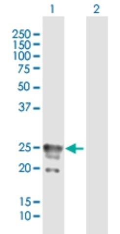 Anti-CACNG1 antibody produced in mouse