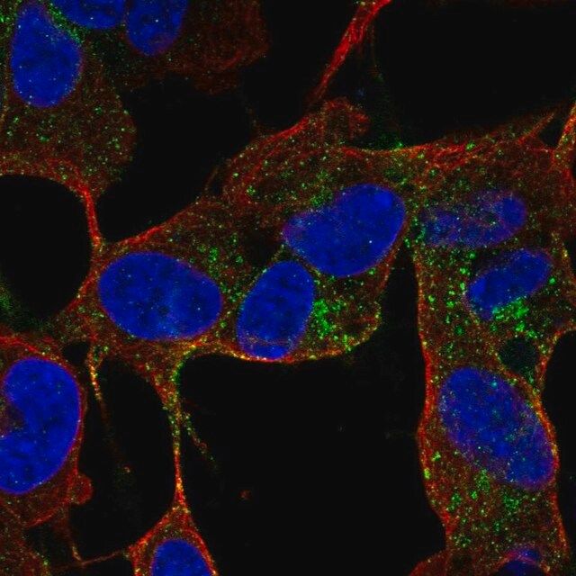 Anti-CACNG4 antibody produced in rabbit