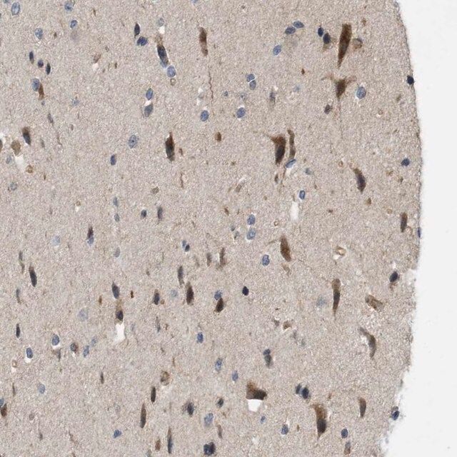 Anti-CALHM1 antibody produced in rabbit