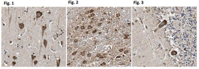 Anti-Cadherin-11/OB Cadherin Antibody