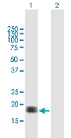 Anti-CALM3 antibody produced in mouse