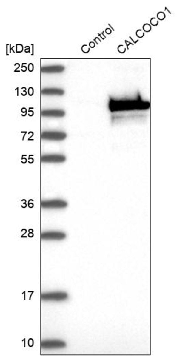 Anti-CALCOCO1 antibody produced in rabbit