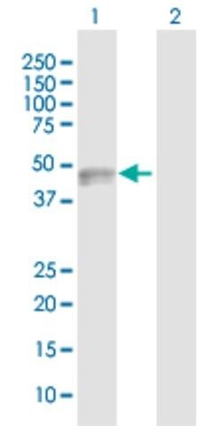 Anti-CADM3 antibody produced in rabbit