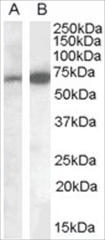 Anti-CADM4 (Internal) antibody produced in goat