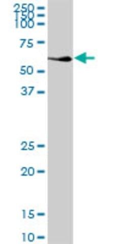 Anti-CALCOCO2 antibody produced in mouse