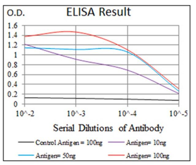 Anti-CAMK4, clone 8C5B8 Antibody