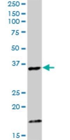 Anti-CAMLG antibody produced in rabbit