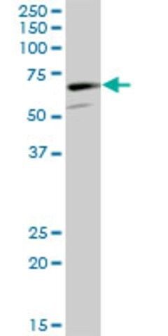 Anti-CAMKV antibody produced in mouse