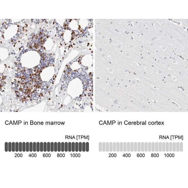 Anti-CAMP antibody produced in rabbit
