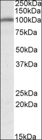 Anti-CANX antibody produced in goat