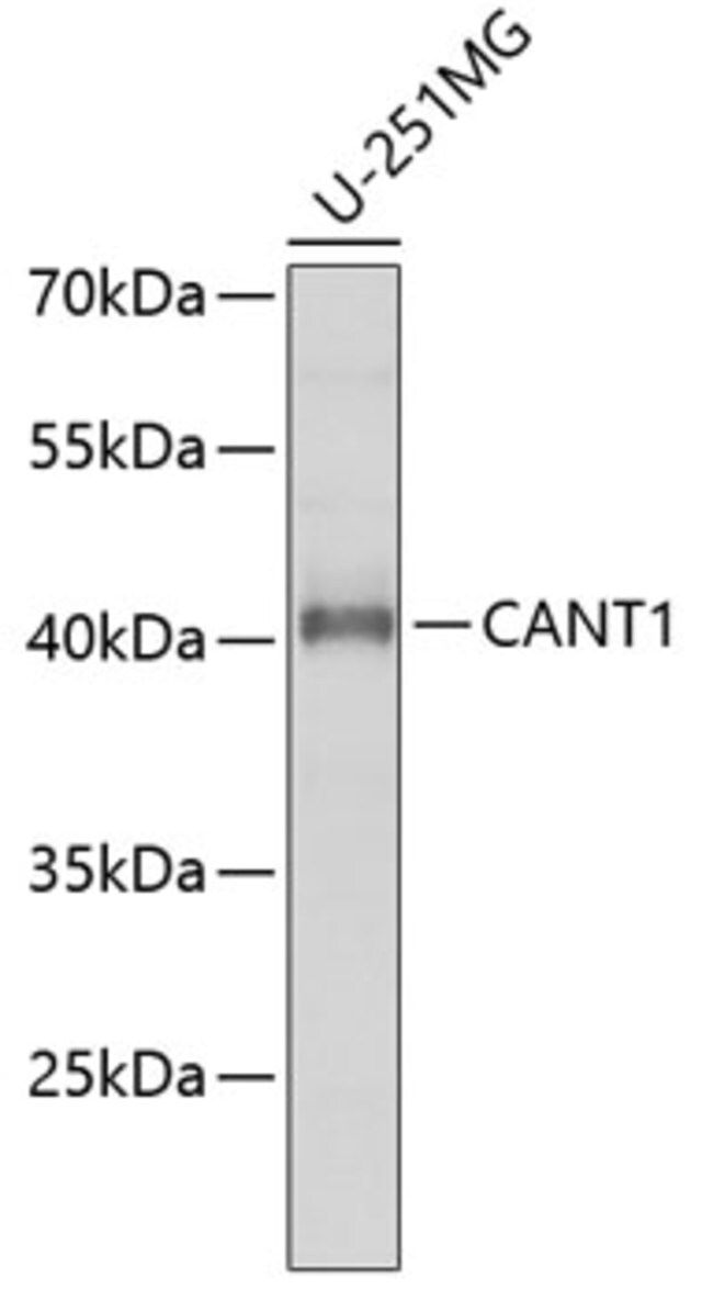 Anti-CANT1 antibody produced in rabbit