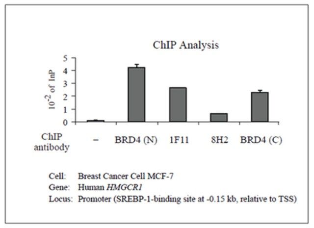 Anti-Brd4 Antibody, clone 1F11