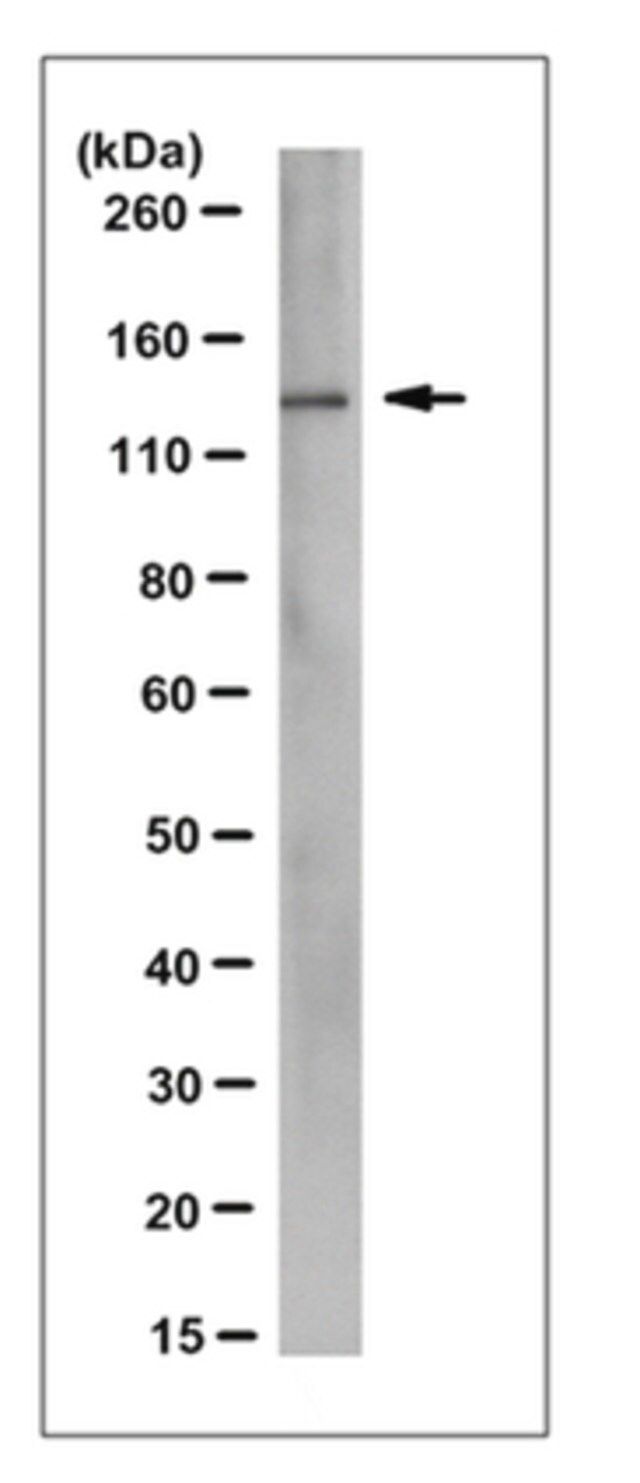Anti-BRE1-A (RNF20) Antibody, clone 8A4.2