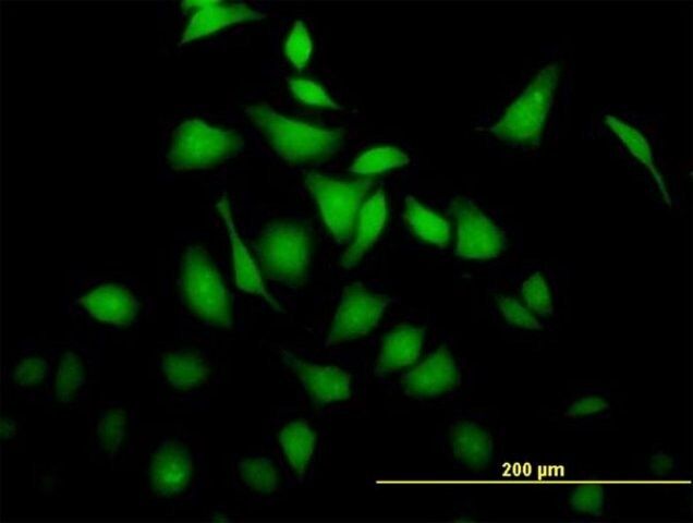 Anti-BRE antibody produced in mouse