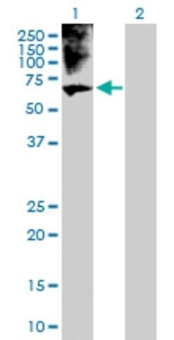 Anti-BRF1 antibody produced in rabbit
