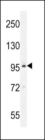 ANTI-BRDT (N-TERM) antibody produced in rabbit