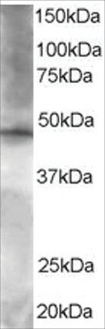 Anti-BRF2 antibody produced in goat