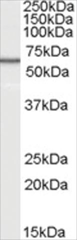 Anti-B7-H4 antibody produced in goat