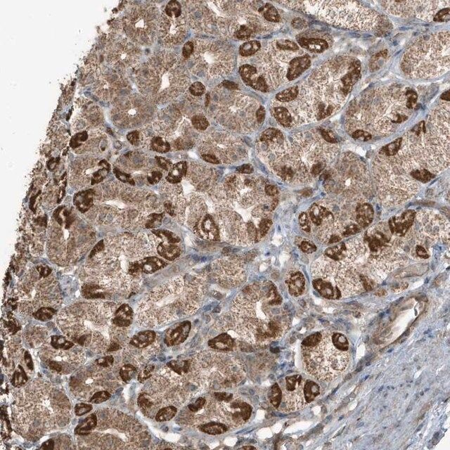 Anti-AZI2 antibody produced in rabbit