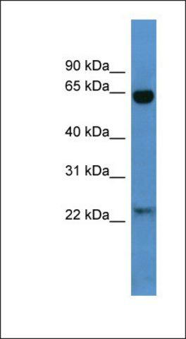 Anti-BAIAP2 antibody produced in rabbit
