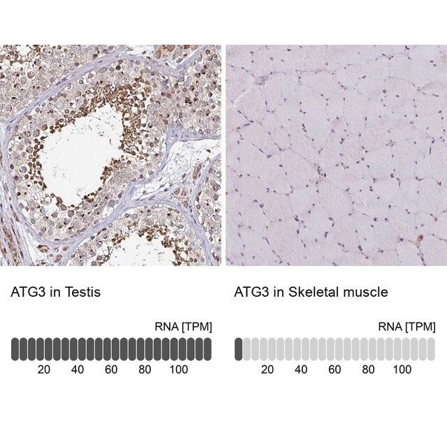 Anti-ATG3 antibody produced in rabbit