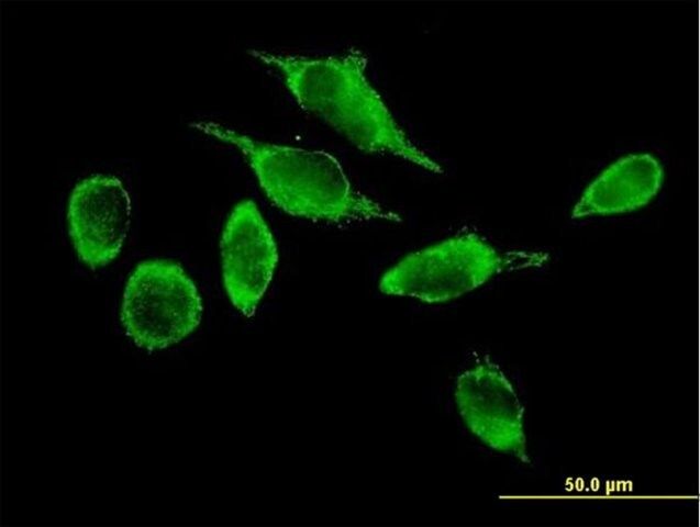 Anti-ATAD3A antibody produced in mouse