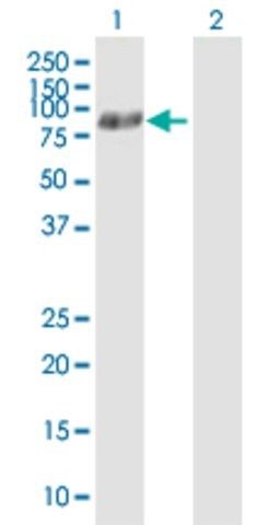 Anti-ATG7 antibody produced in mouse