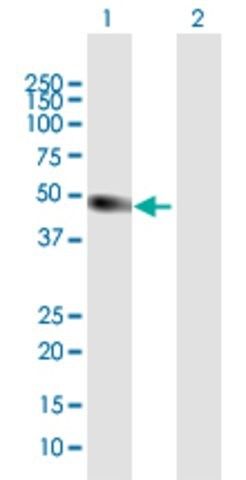 ANTI-ATOH1 antibody produced in mouse