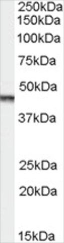 Anti-Aurora Kinase A/AURKA antibody produced in goat