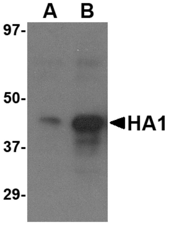 Anti-Avian Influenza H5N1 Hemagglutinin (IN1) antibody produced in goat
