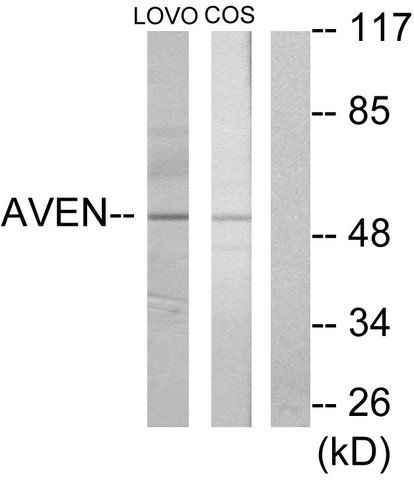 Anti-AVEN antibody produced in rabbit