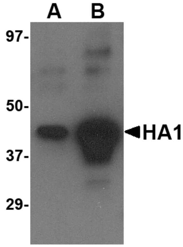Anti-Avian Influenza H5N1 Hemagglutinin (IN2) antibody produced in goat