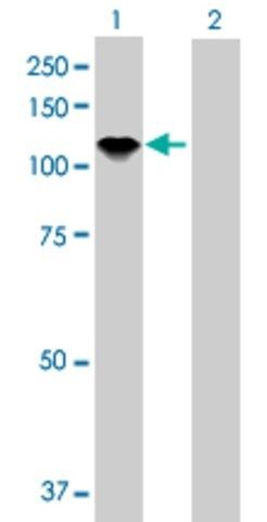 Anti-AXL antibody produced in rabbit