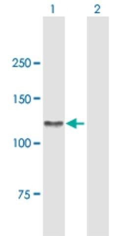 Anti-AXL antibody produced in mouse
