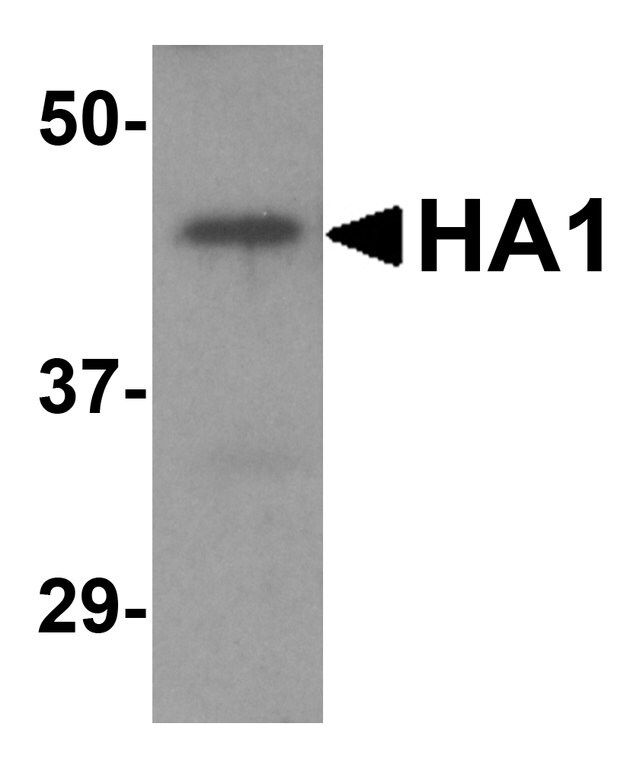 Anti-Avian Influenza H5N1 Hemagglutinin (NT) antibody produced in goat