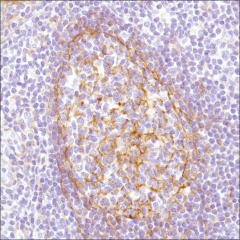 Anti-B7-H3/CD276 antibody, Rabbit monoclonal