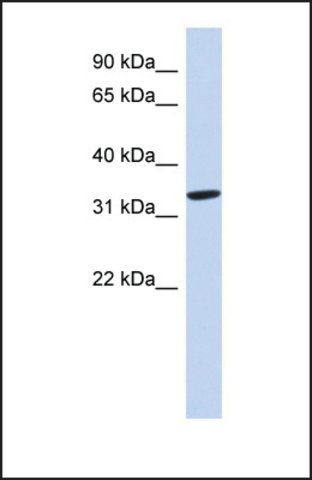 Anti-AZGP1, (N-terminal) antibody produced in rabbit