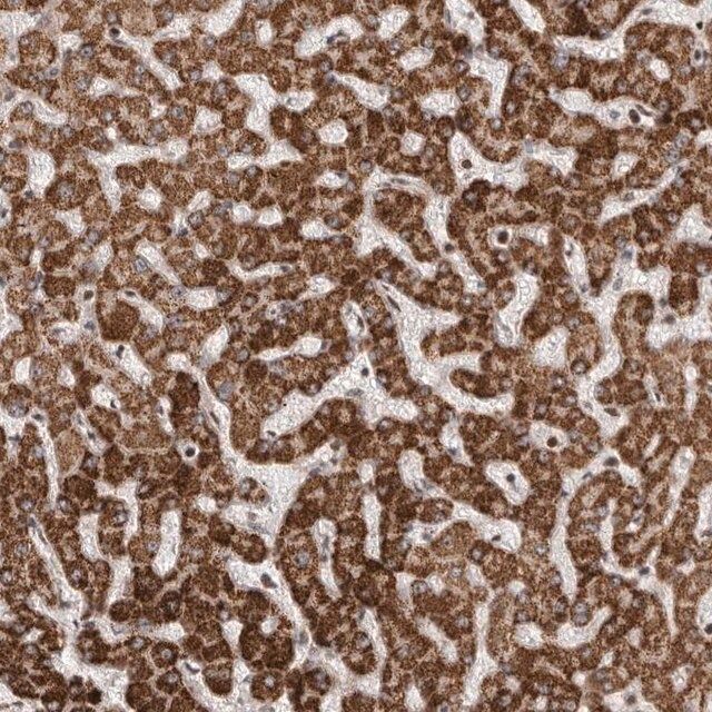Anti-AZIN1 antibody produced in rabbit