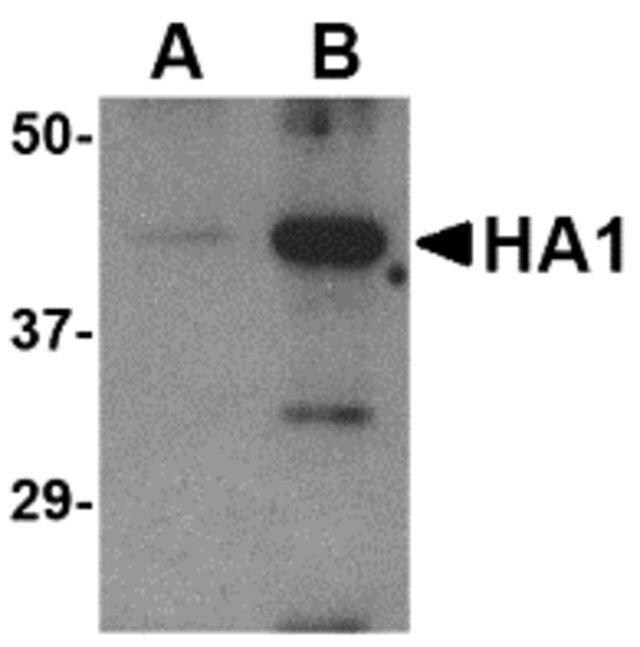 Anti-Avian Influenza Hemagglutinin antibody produced in rabbit