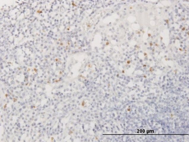 Anti-AZU1 antibody produced in mouse