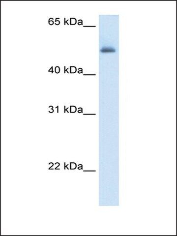 Anti-ASL antibody produced in rabbit