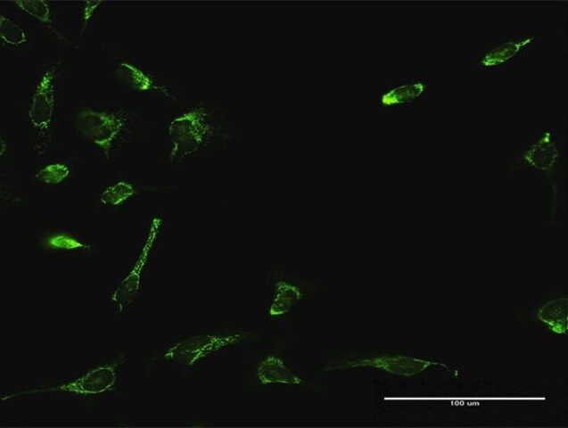 Anti-ATAD3A antibody produced in rabbit